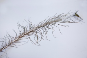 A peacock feather laid on a white background
